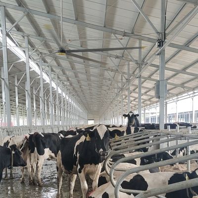 ราคาดี 6.1m 20FT พัดลมเพดานอุตสาหกรรมที่มี 6Pcs อลูมิเนียม แม็กนีเซียมสกัดใบและทนทาน ออนไลน์
